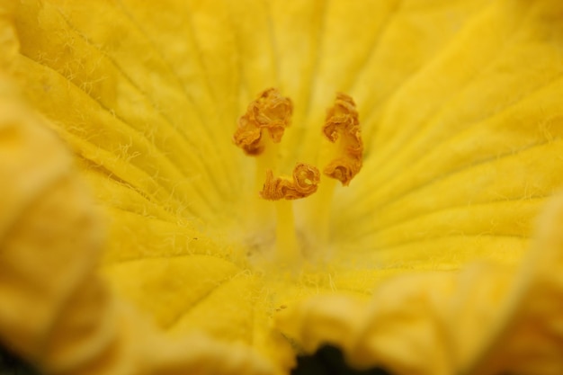 Makrofotografie der Kürbisblume