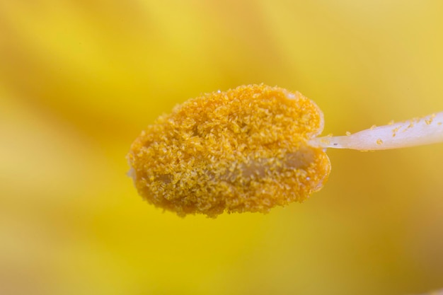 Makrofotografie des gelben Staubbeutelfilaments der Blume