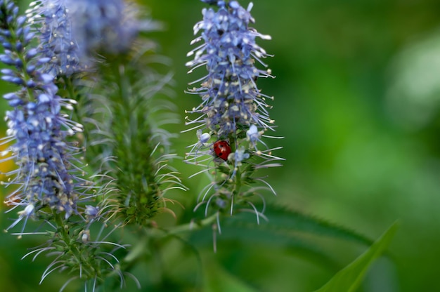 Makrofotografie des Marienkäfers Helios 44 Makrofoto der Insektenblume