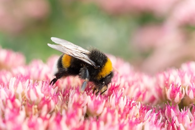 Makrofotografie einer Hummel, die von einer Rotkleeblume füttert.