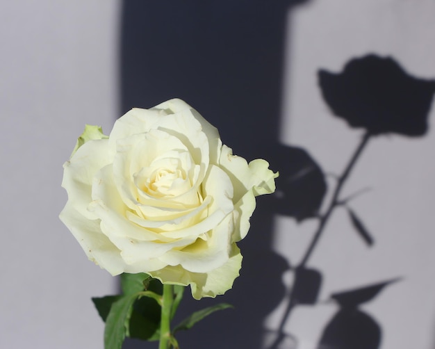 Makrofotografie einer isolierten weißen Rose und ihres Schattens auf einem Studio-Shooting mit grauem Hintergrund