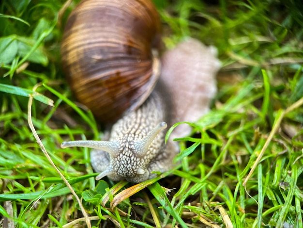 Makrofotografie einer Traubenschnecke (lat. Helix pomatia)