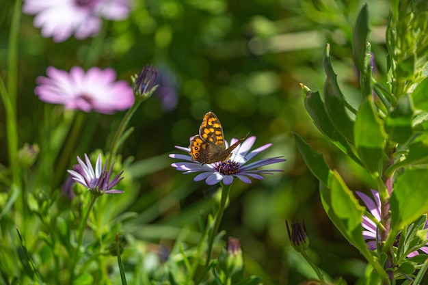 Makrofotografie eines Schmetterlings, der auf einigen Blumen in einem grünen unscharfen Hintergrund thront