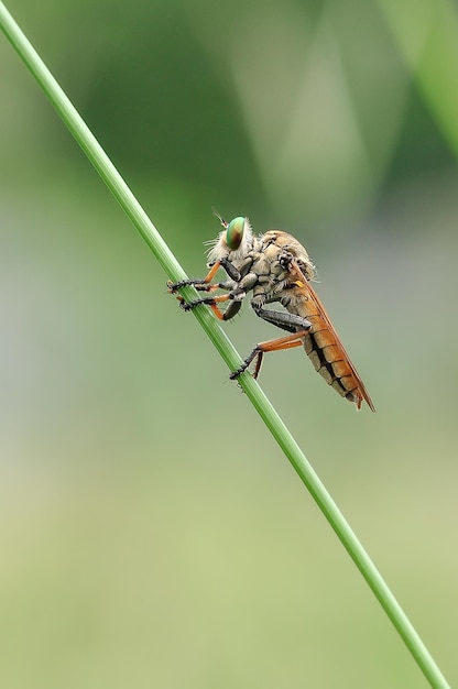 Makrofotografie mit unscharfem Hintergrund