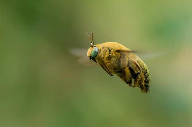 Makrofotografie mit unscharfem Hintergrund