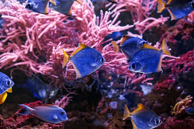 Makrofotografie unter Wasser Monodactylus Argenteus