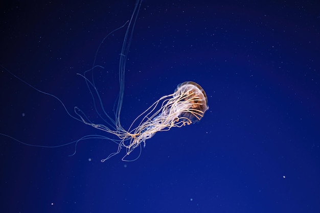 Makrofotografie unter Wasser Nordseenessel oder braune Qualle Qualle