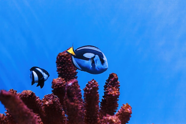 Makrofotografie unter Wasser Paracanthurus hepatus