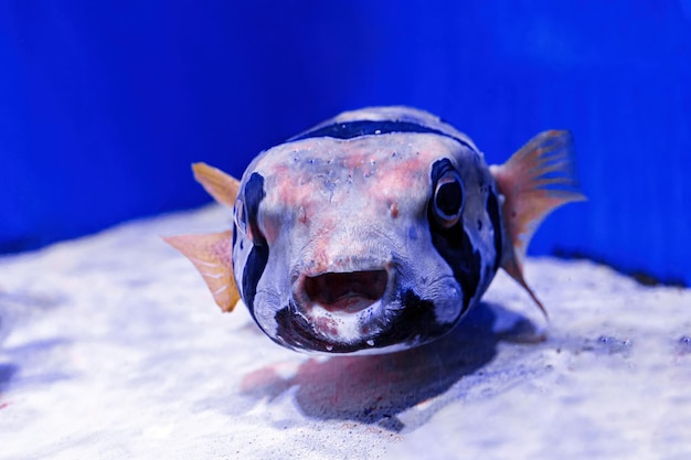 Makrofotografie Unterwasser-Kugelfisch grau