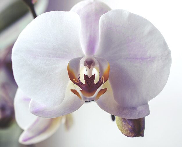 Makrofotografie violette Orchideenblüte