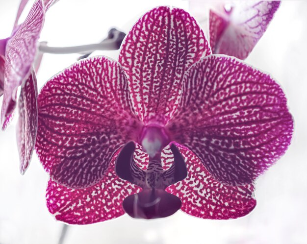 Makrofotografie violette Orchideenblüte