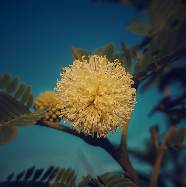 Makrofotografie von Blumen