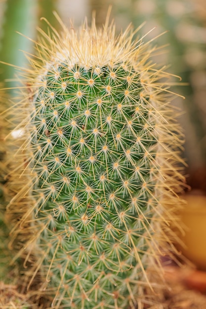 Makrofotografie von Kaktussen und Sukkulenten mit großen Details.