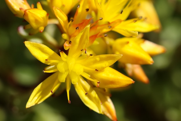 Makrofotografie von kleinen gelben Blüten der Liliengewächse Liliaceae im Sonnenlicht