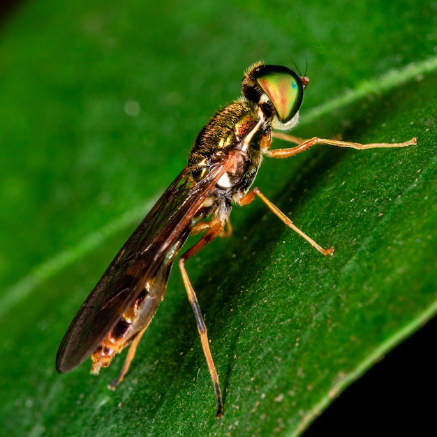 Makrofotografie von kleinen Insekten.