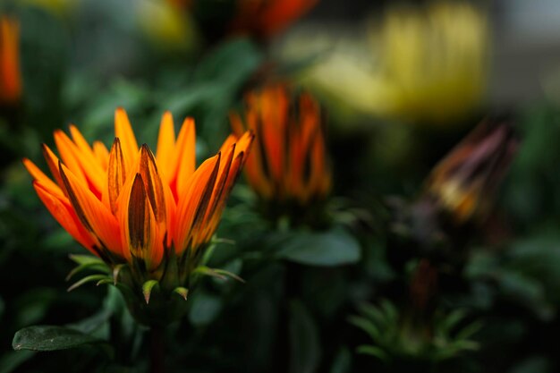 Makrofotografie von natürlichen Blumen mit Details