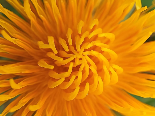 Makrofotografie von orange oder gelber Blume