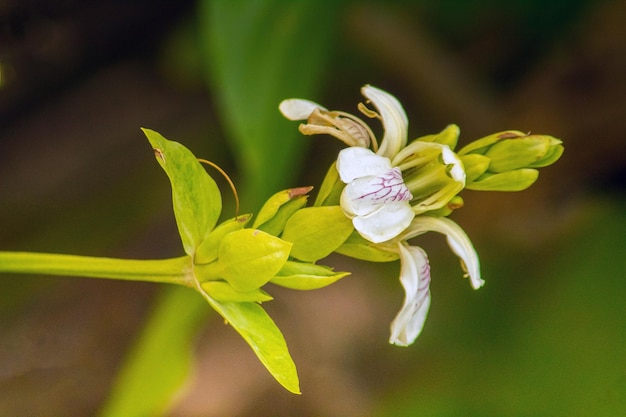 Makrofotografie von Orchideenpflanzen