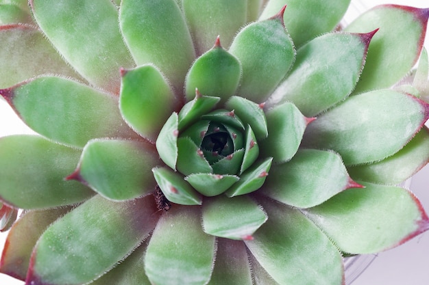 Makrofotografie von Pflanzen der Familie Sempervivum der Serie Big Sam. Nennen Sie Chromgrün