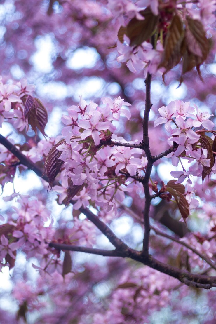 Makrofotografie von Sakura-Zweigen