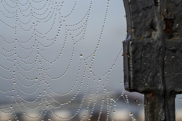 Makrofotografie von Spinnennetzen, die mit Wassertropfen bedeckt sind