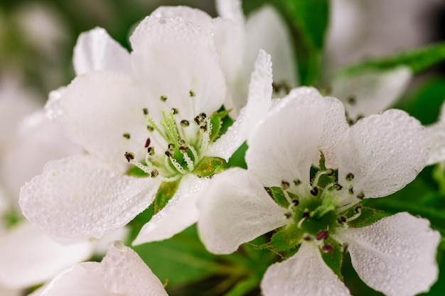 Makrofotografie von weißen Blüten mit Blättern auf rosa Hintergrund