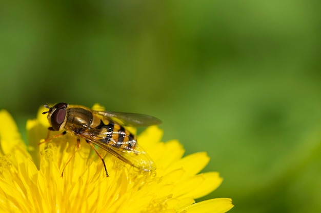 Makrofotografiewespe auf gelbem Löwenzahn