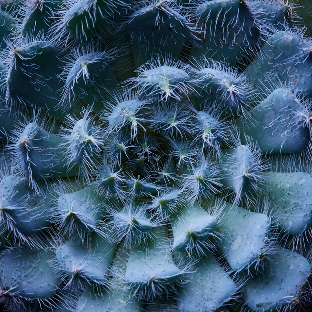 Makrofotos Sukkulente Echeveria