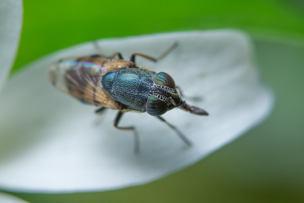 Makrofruchtfliege auf der Anlage