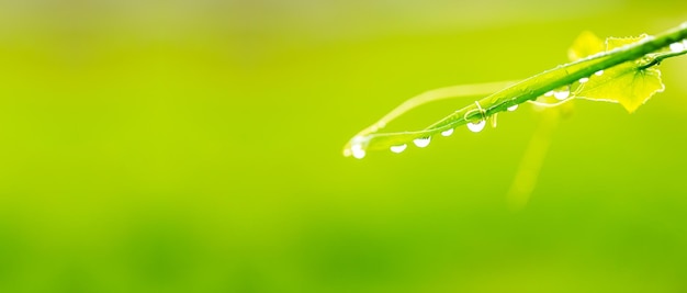 Makrogras und Wassertropfen, Makroaufnahme von Wassertropfen über dem grünen Grasblatt, Entspannung mit