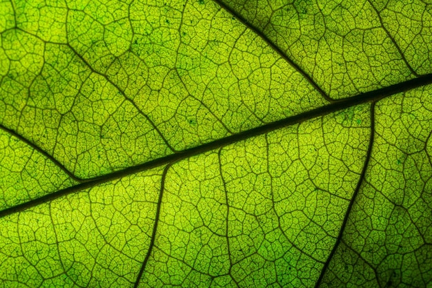 Makrogrüne Blätter und Wassertropfen, Nahaufnahme von Wassertropfen auf einem grünen Blatt