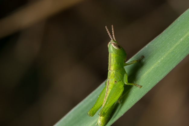 Makroheuschrecke auf der Anlage