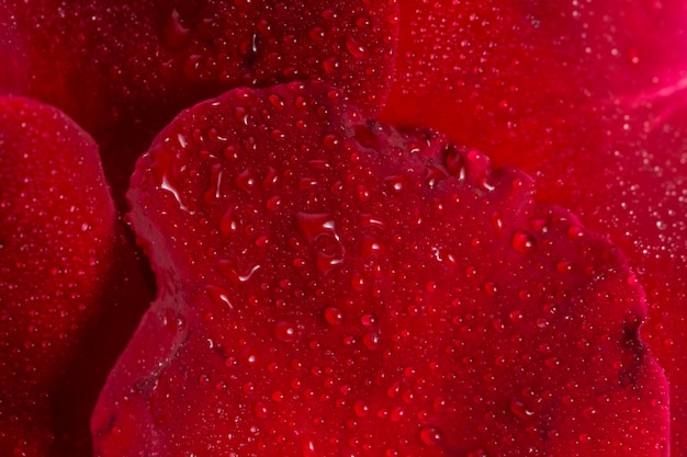 Makrohintergrund des Wassers fällt auf rote rosafarbene Blumenblätter.