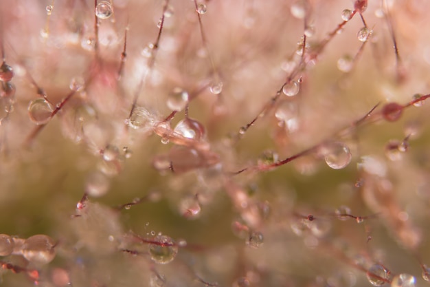 Makrohintergrund, Wasser fällt auf wilde Blumen