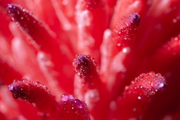 Makrohintergrund, Wassertropfen auf rosa Blumen