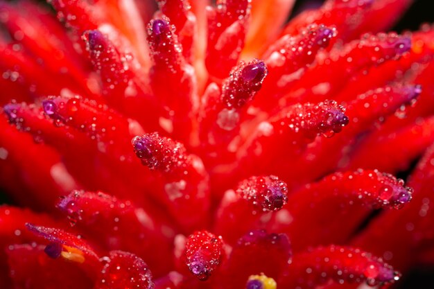 Makrohintergrund, Wassertropfen auf rosa Blumen