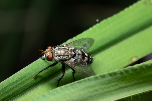 Makrohintergrundfliege auf Blatt