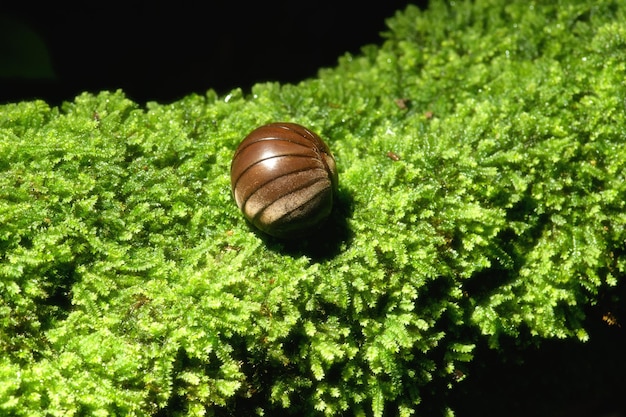 Makroinsekten Glomerida in den Regenwäldern von Thailand