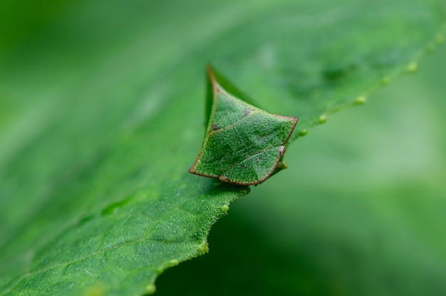 Makroinsektenblattlauszikade in der Natur