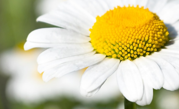 Makrokamille in der Natur Nahaufnahme einer Blume