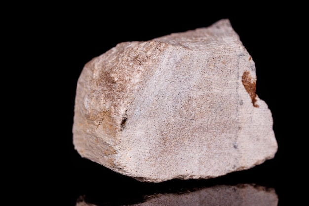 Makromineralstein versteinerter Baum auf schwarzem Hintergrund