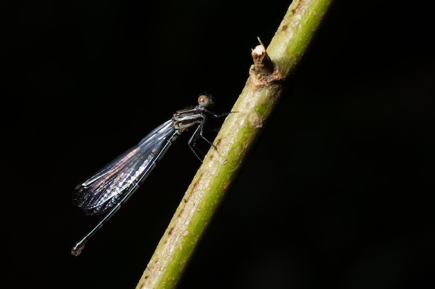 Makronadelanlage der Libelle