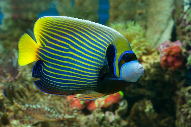 Makronahaufnahme oben von Yellowtail Angelfish. Meeresfische