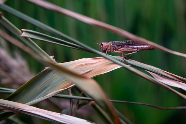 Makronatur Insektenheuschrecke im Gras