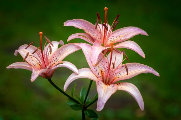 Makrophotographie einer Lilienblume