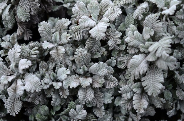 Makrophotographie von kleinen grünen Plantagen mit Blättern