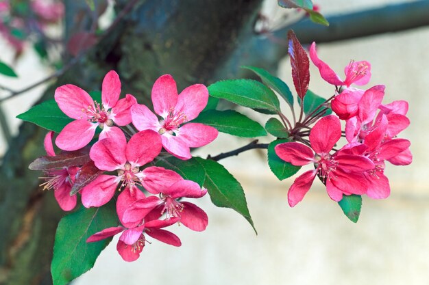 Foto makrorosa kirschzweigblüte