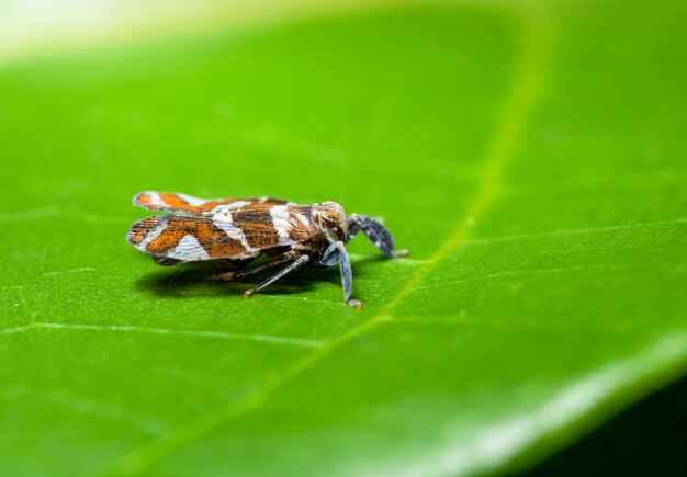 Makroschmetterling auf dem Blatt