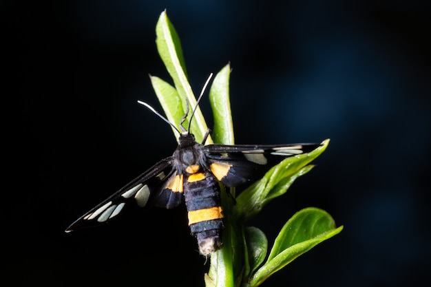 Makroschmetterling auf die Oberseite des Baums