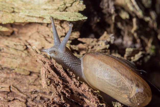 Makroschnecke auf der Anlage